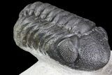 Detailed Austerops & Gerastos Trilobite Association #76981-4